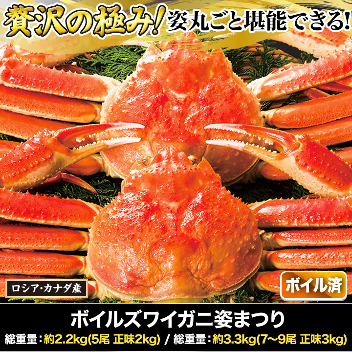 日本製お得 カナダ産ボイルズワイガニ姿・約500g×3尾 冷凍ズワイ蟹の