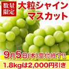 【期間限定お値引き】山梨産大粒シャインマスカット 900g/1.8kg