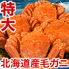 特大北海道産毛ガニ 総重量：約820g(1尾 正味750g) / 総重量：約2.2kg(3尾 正味2kg)