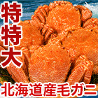 特特大北海道産毛ガニ 総重量：約1.1kg(1尾 正味1kg) / 総重量：約2.2kg(2尾 正味2kg)